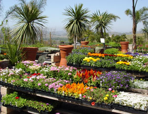 Elegant Gardens Nursery - Elegant Gardens For All Your Gardening