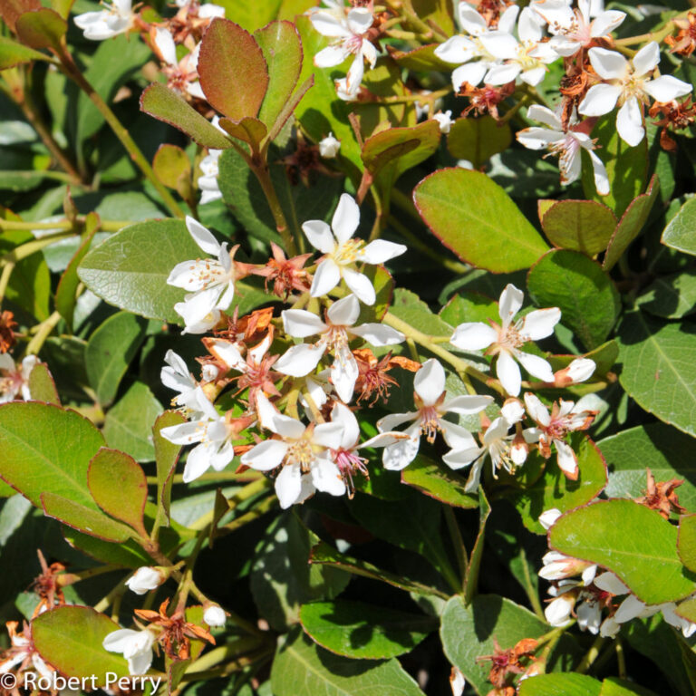 Rhaphiolepis-indica-Clara – Elegant Gardens Nursery Moorpark, CA.