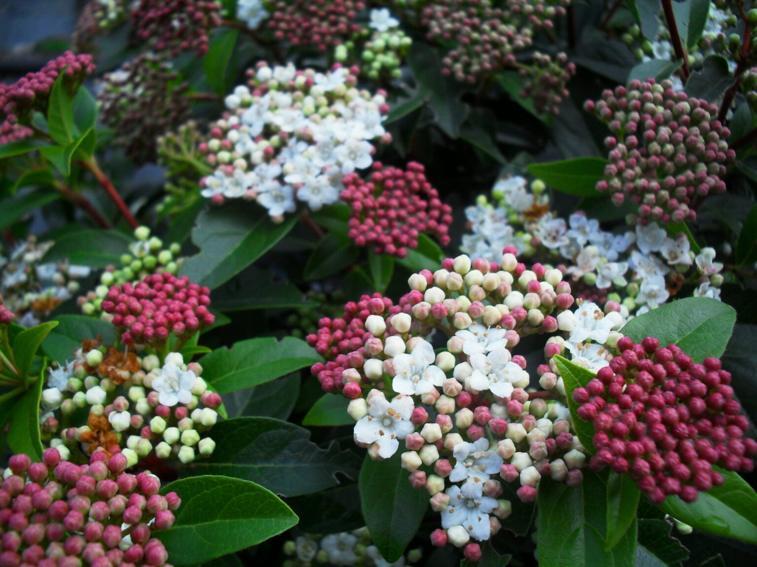 viburnum-tinus-spring-bouquet | Elegant Gardens Nursery Moorpark, CA.