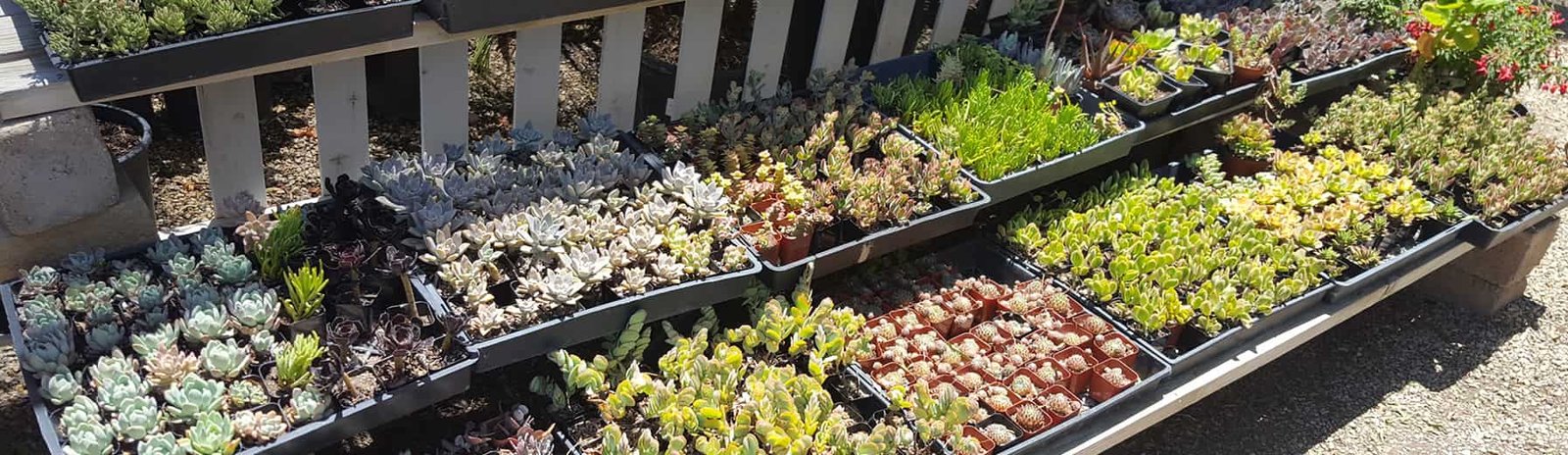 Elegant Gardens Nursery Moorpark, CA Elegant Gardens Nursery