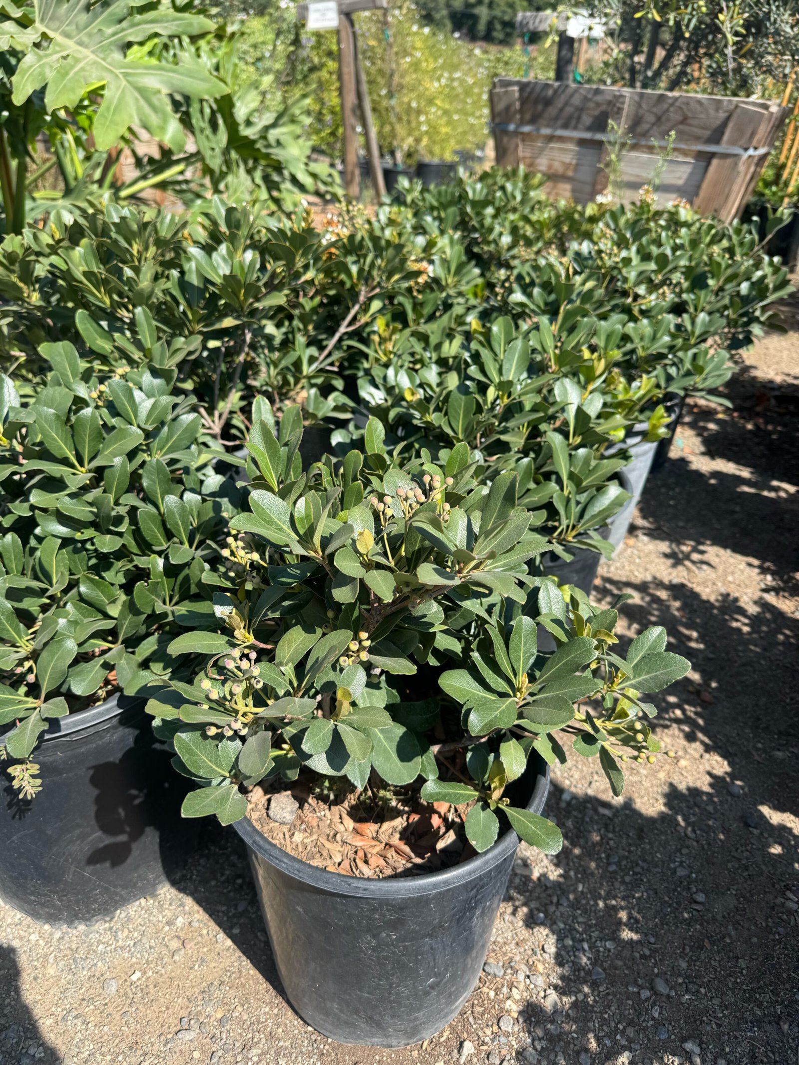 Indian Hawthorn Clara