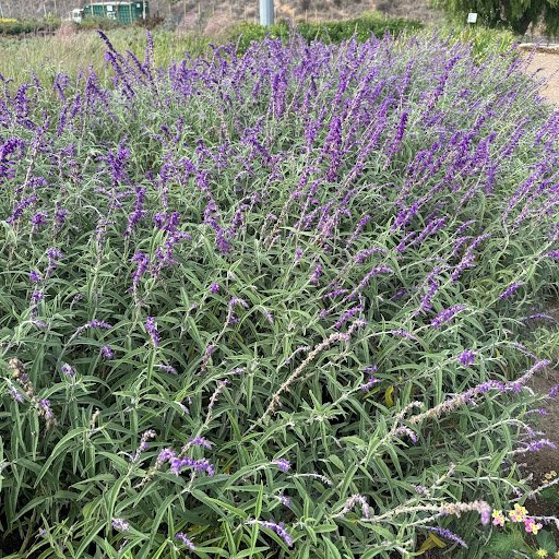 Mexican Sage