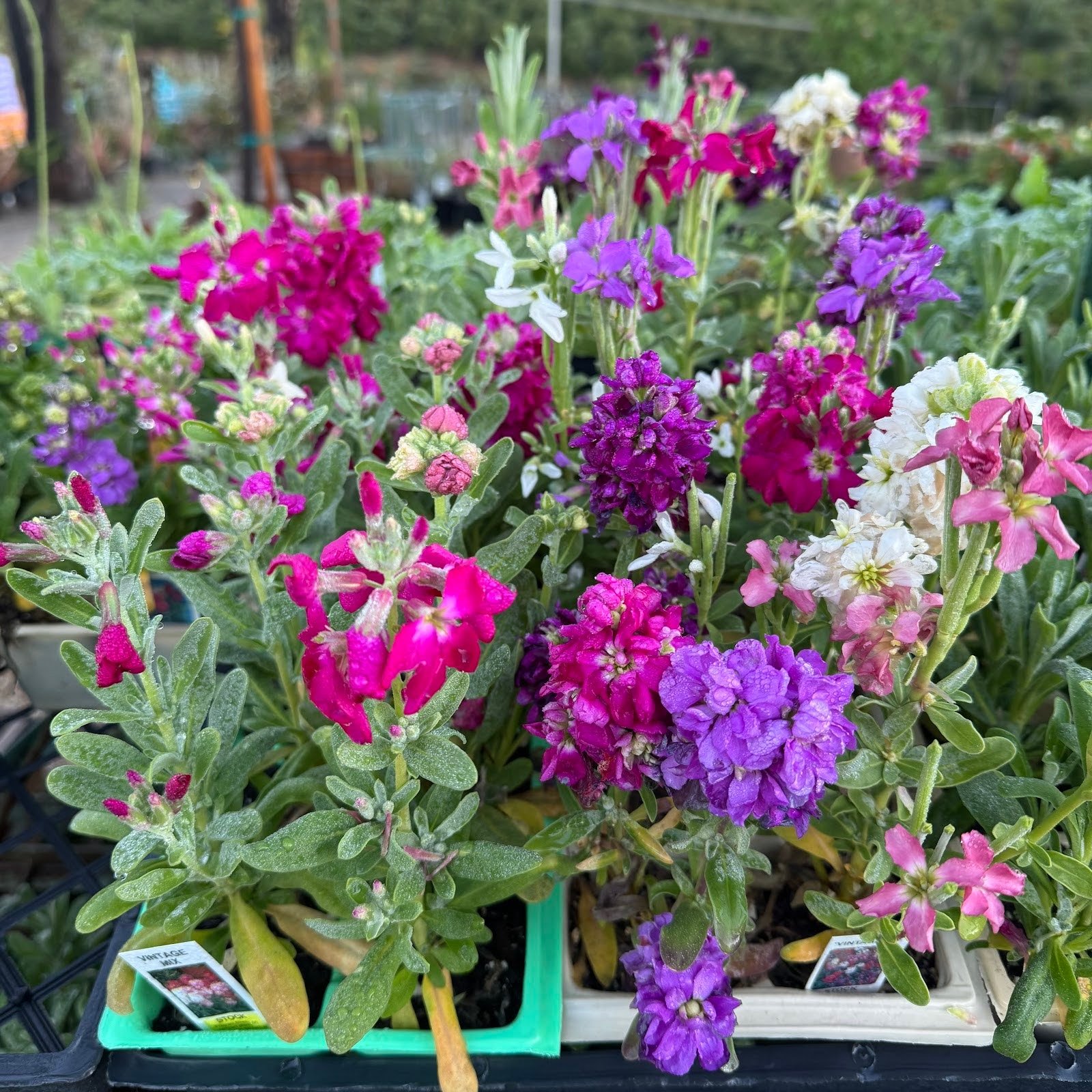 Stock – Vintage Mix