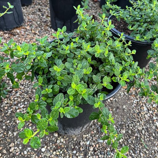 Ceanothus - Yankee Point